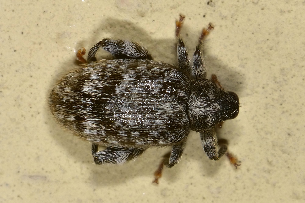 Curculionidae: Orchestes pilosus